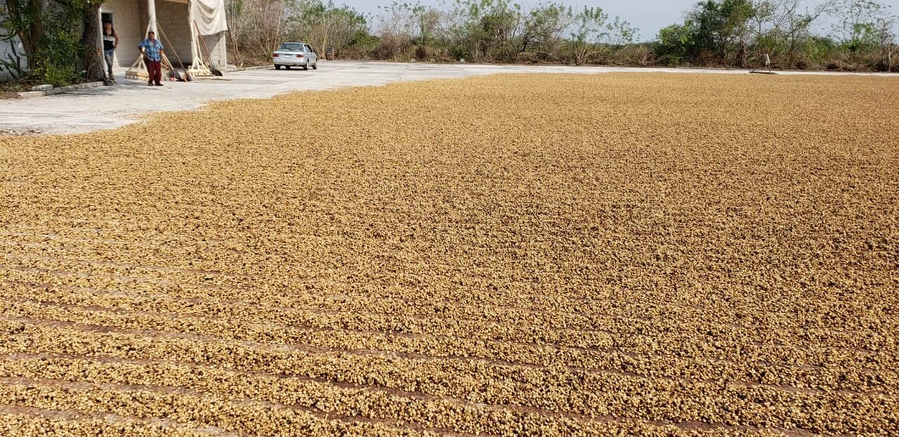 New Mexican Offering - Honey Coffee from La Laja