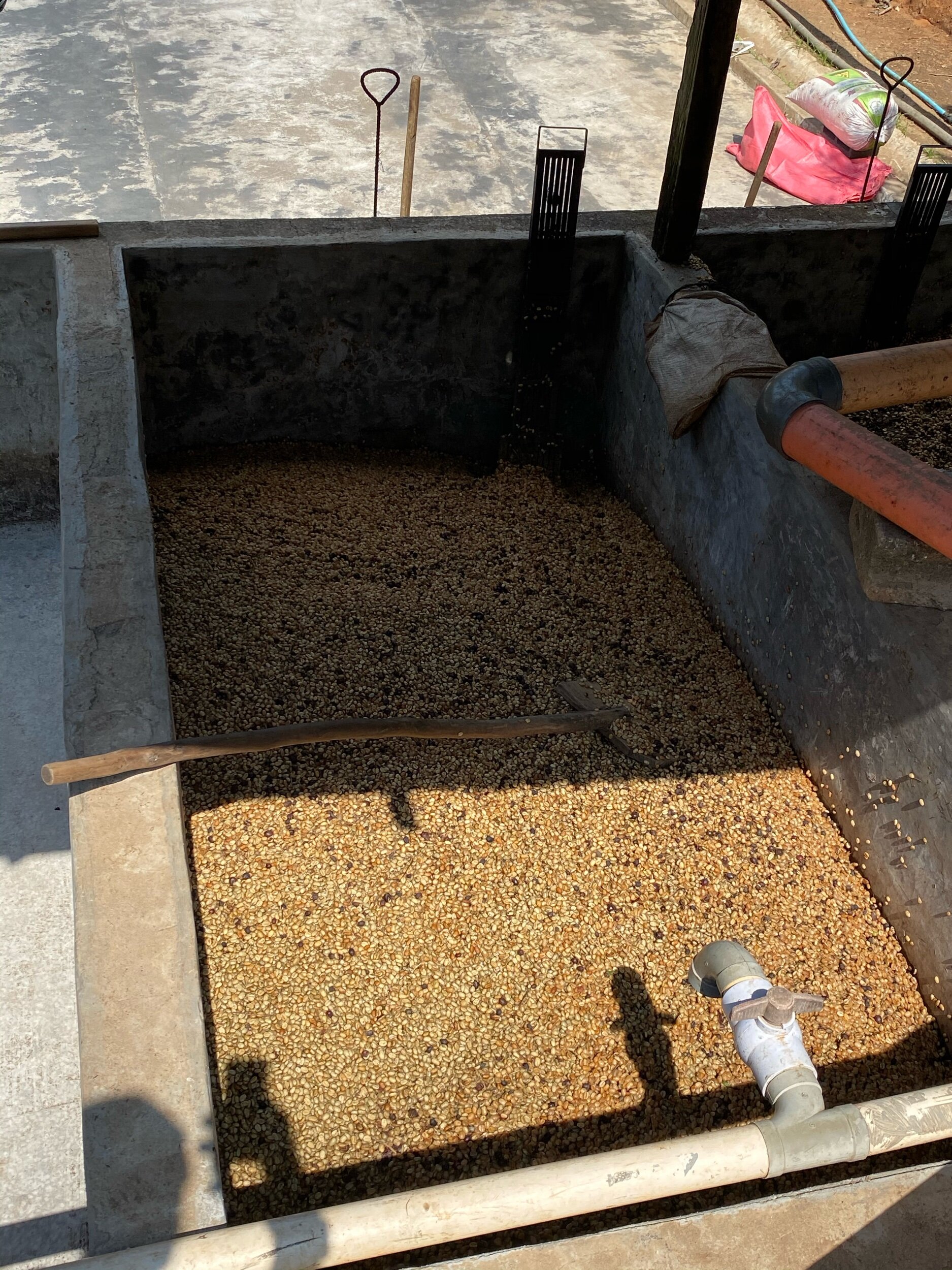 Coffee fermentation at Las Rosas Huehue 