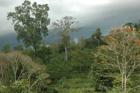 Hacienda Rio Negro landscape.jpg