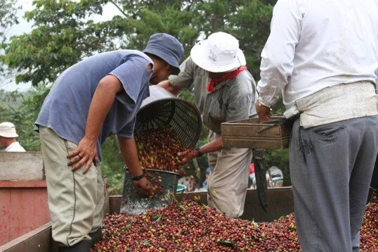 Hacienda Rio Negro Coffee Pickers.jpg