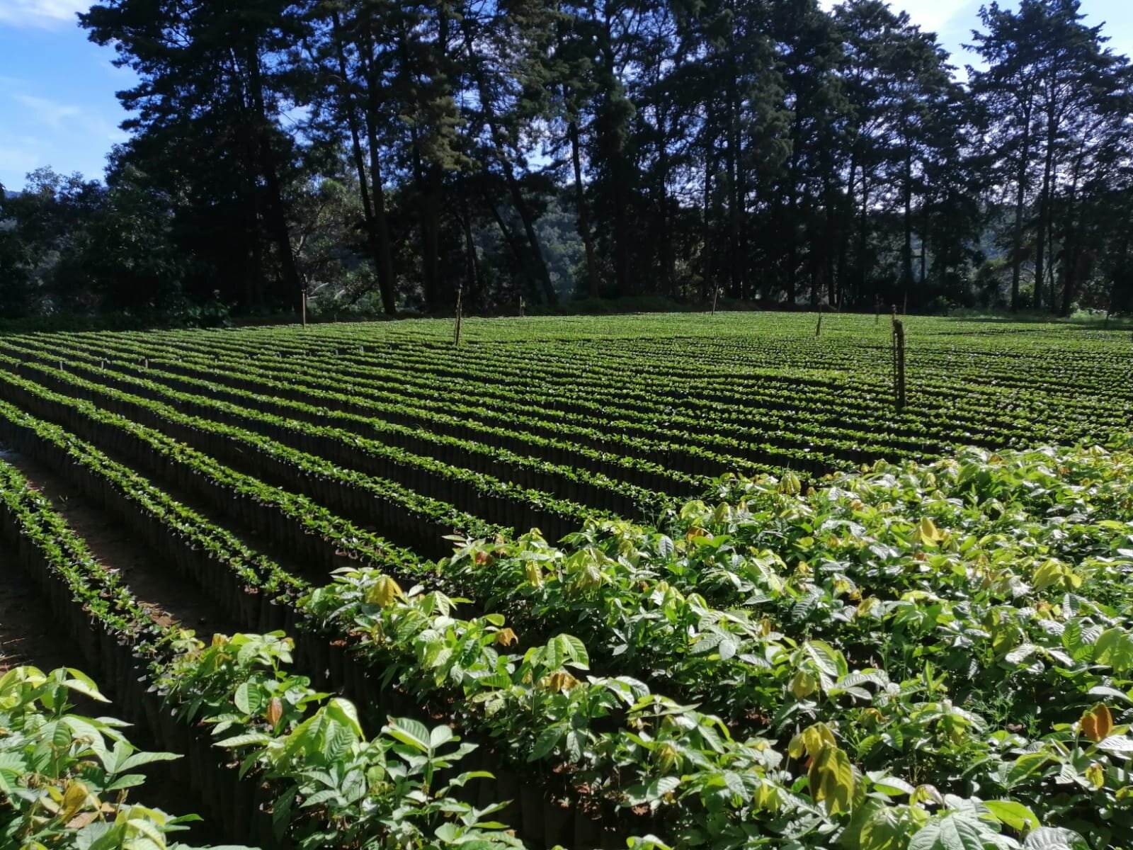 Main Nursery at La Minita