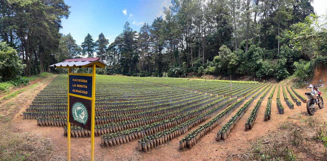 Main Nursery at La Minita