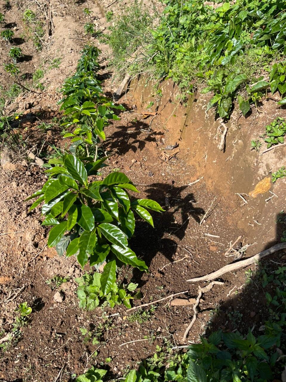 Cutting a new edge on the old terrace