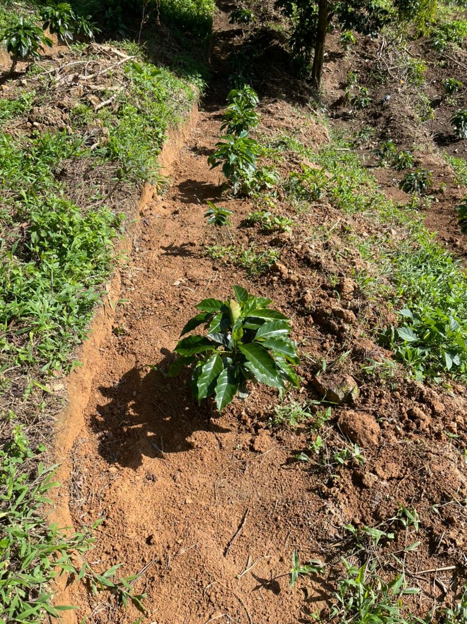 How a new terraced row should look