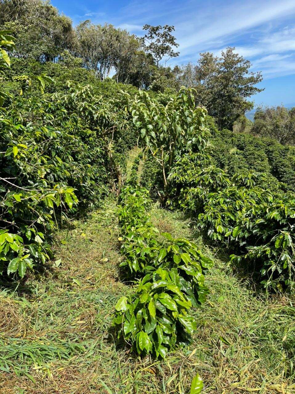 Off-Season activity at La Minita - Weed control