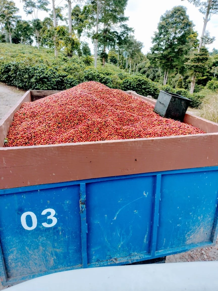 Early picking for our BRT Microlots 21/22 at La Pradera