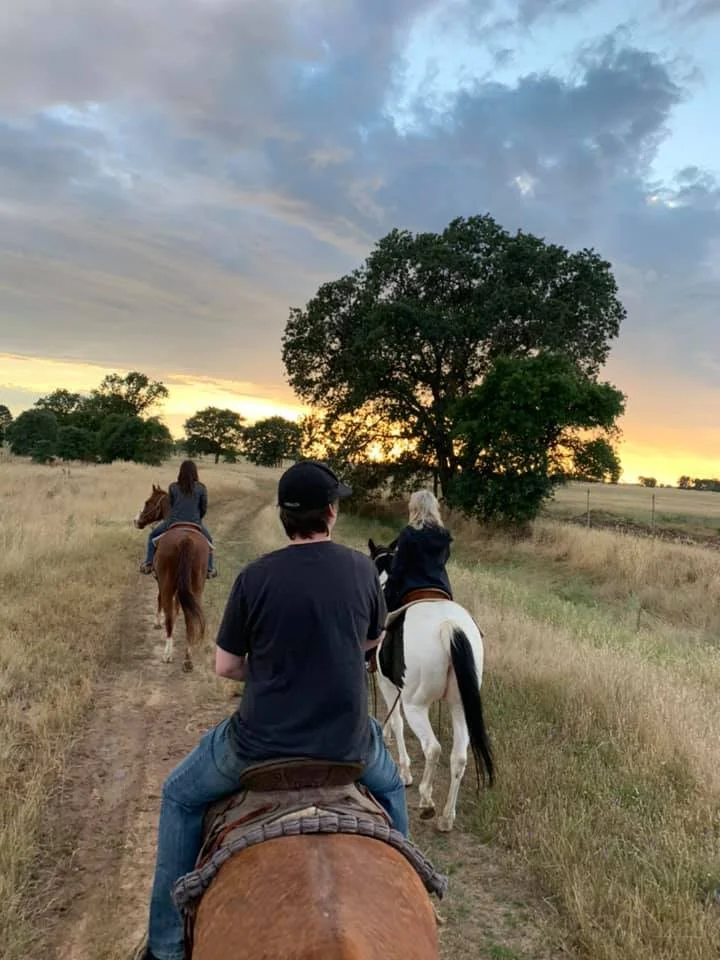 Unraveling the Mystique of the Quarter Horse: Discovering America's Beloved Breed