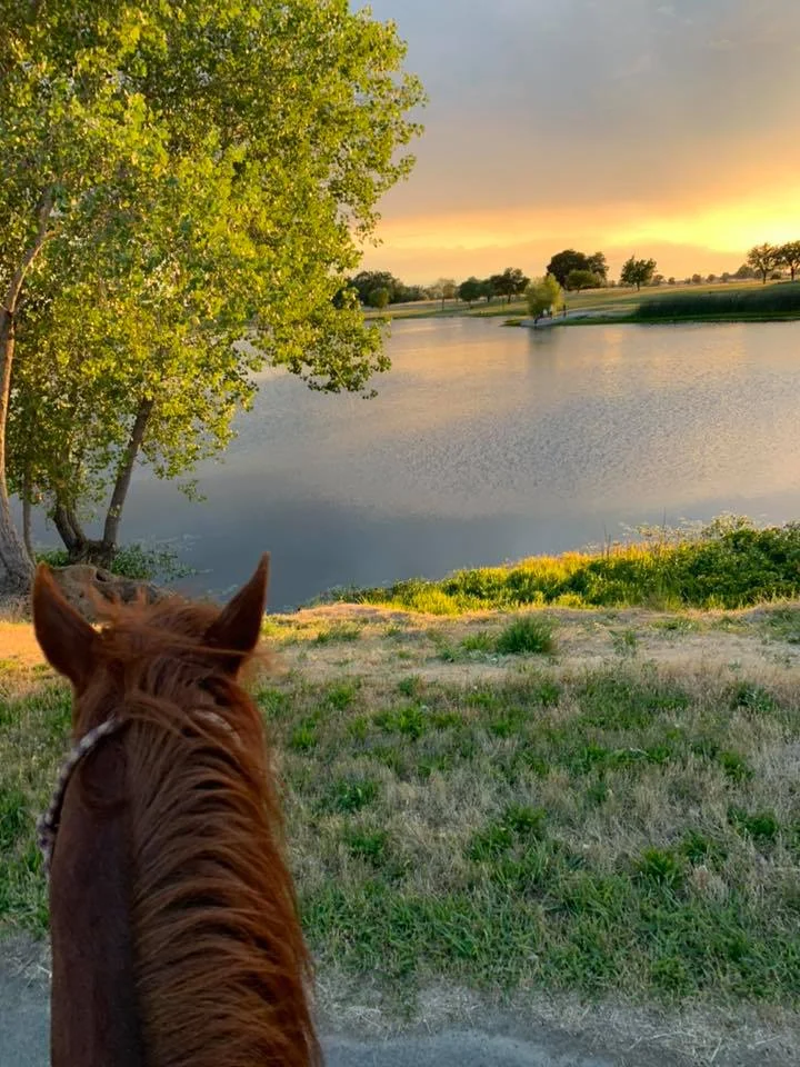 So, You Want to Buy a Horse? Pt. 2:  The Purchase