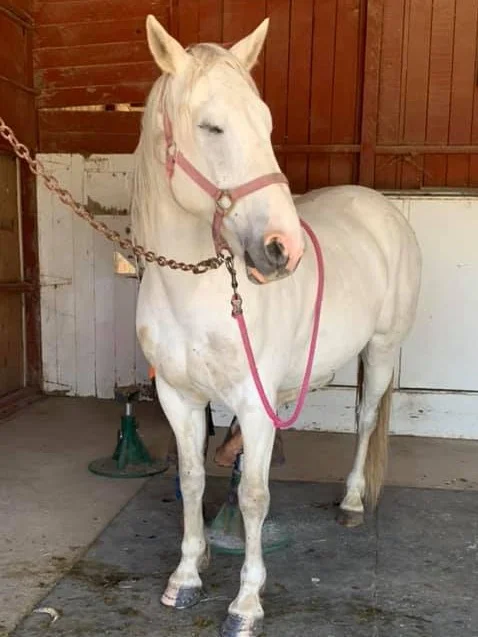 So, You Want to Buy a Horse? Pt. 3: Lets Evaluate 