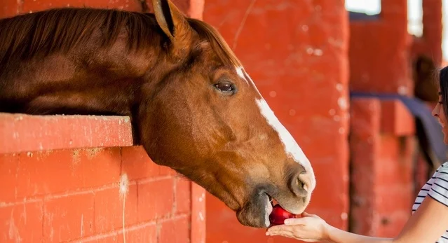 Equine Treats: Healthy Delights for Your Equine Companion