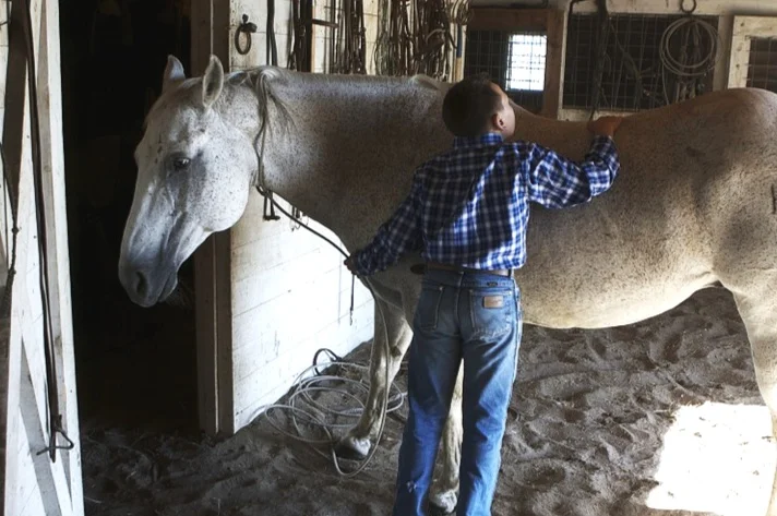Mastering the Art of Horse Grooming: Tips and Techniques for a Radiant Coat