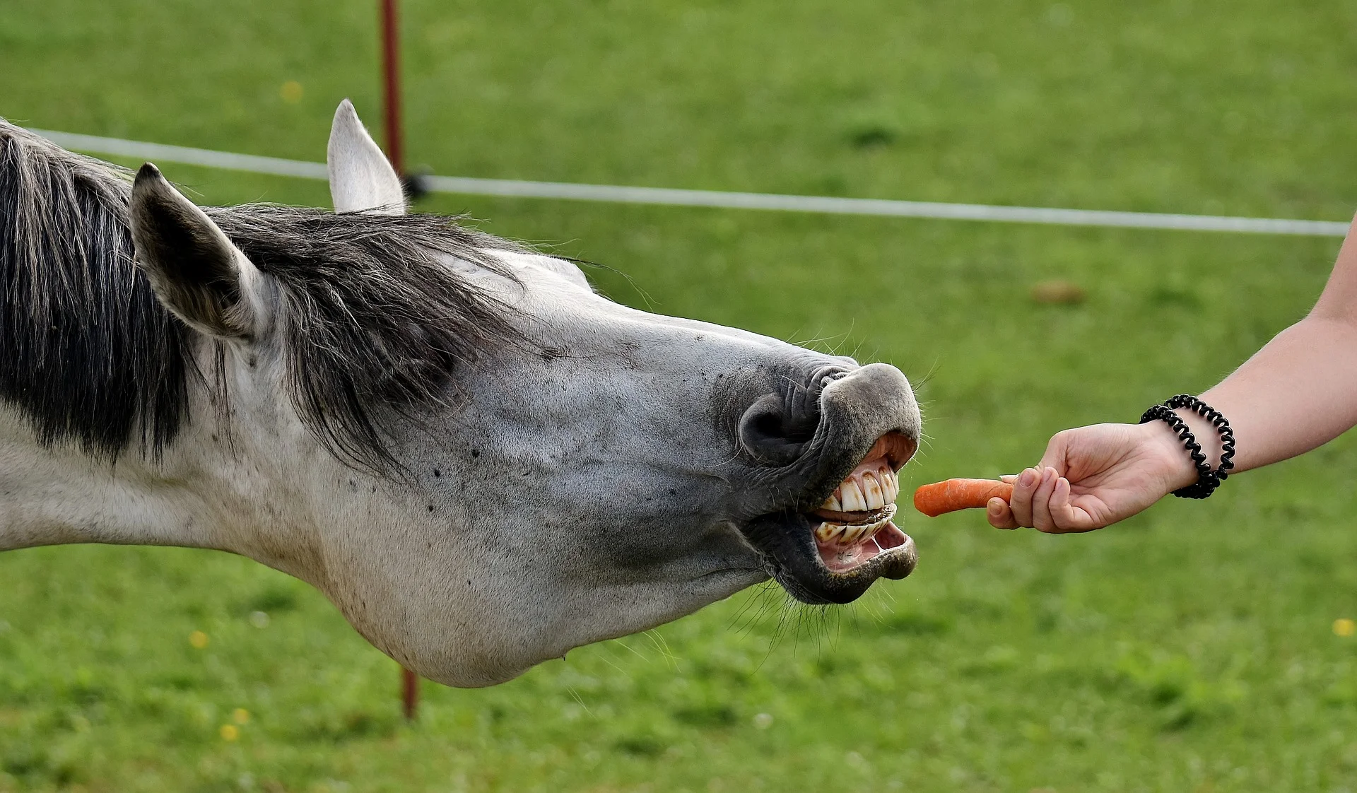 Homemade Equine Treats: Delicious Delights Straight from Your Kitchen