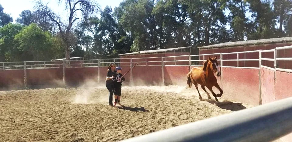 Galloping Careers: Saddle up for Equestrian Success