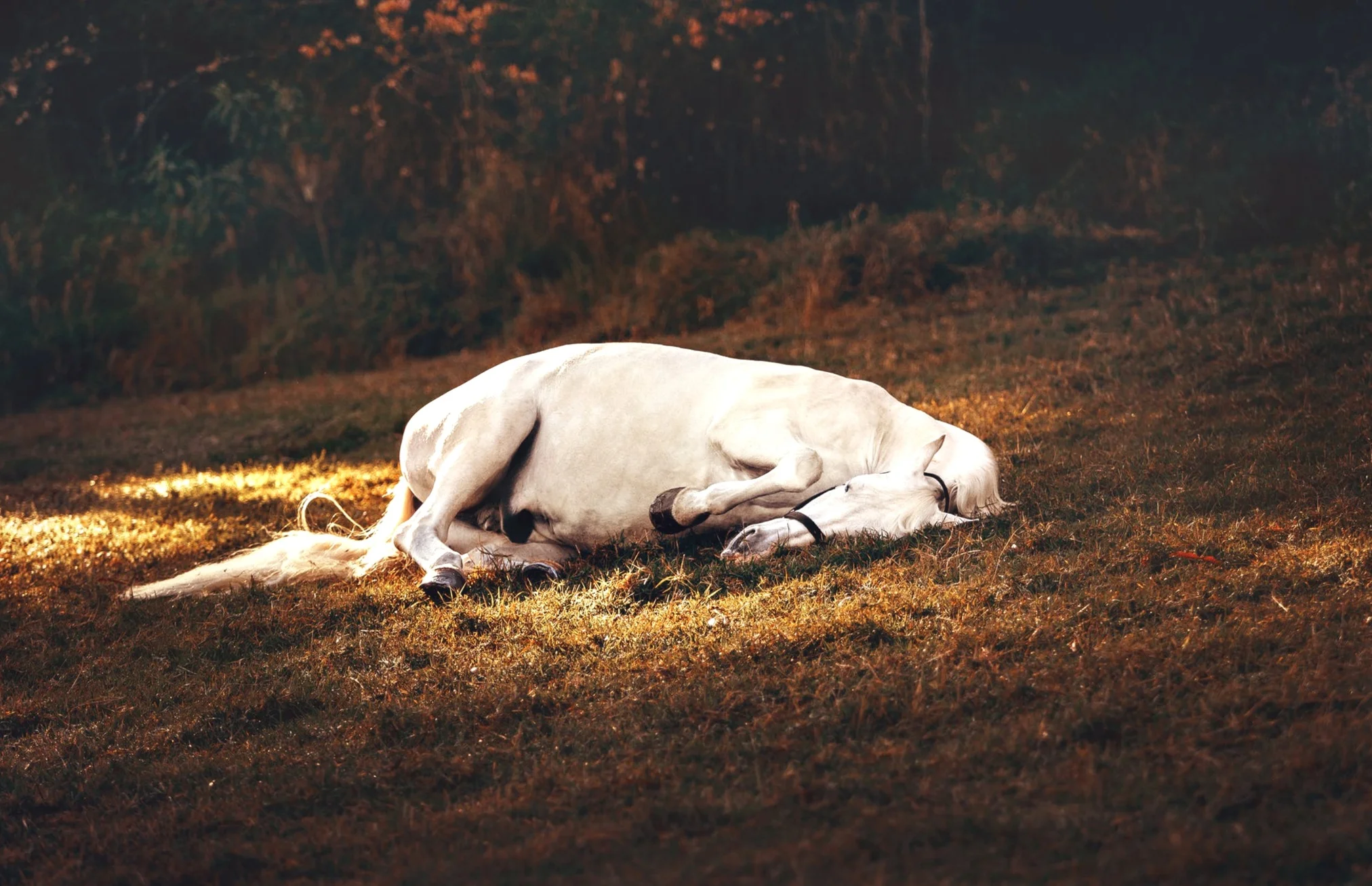 Dozing Equines: Unraveling the Mysteries of Horse Sleep