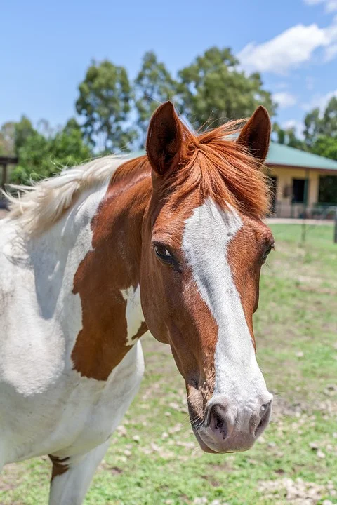 Colorful Companions: Exploring the World of American Paint Horses