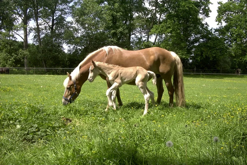 Tiny Trotters: 10 Fascinating Facts About Foals You'll Adore