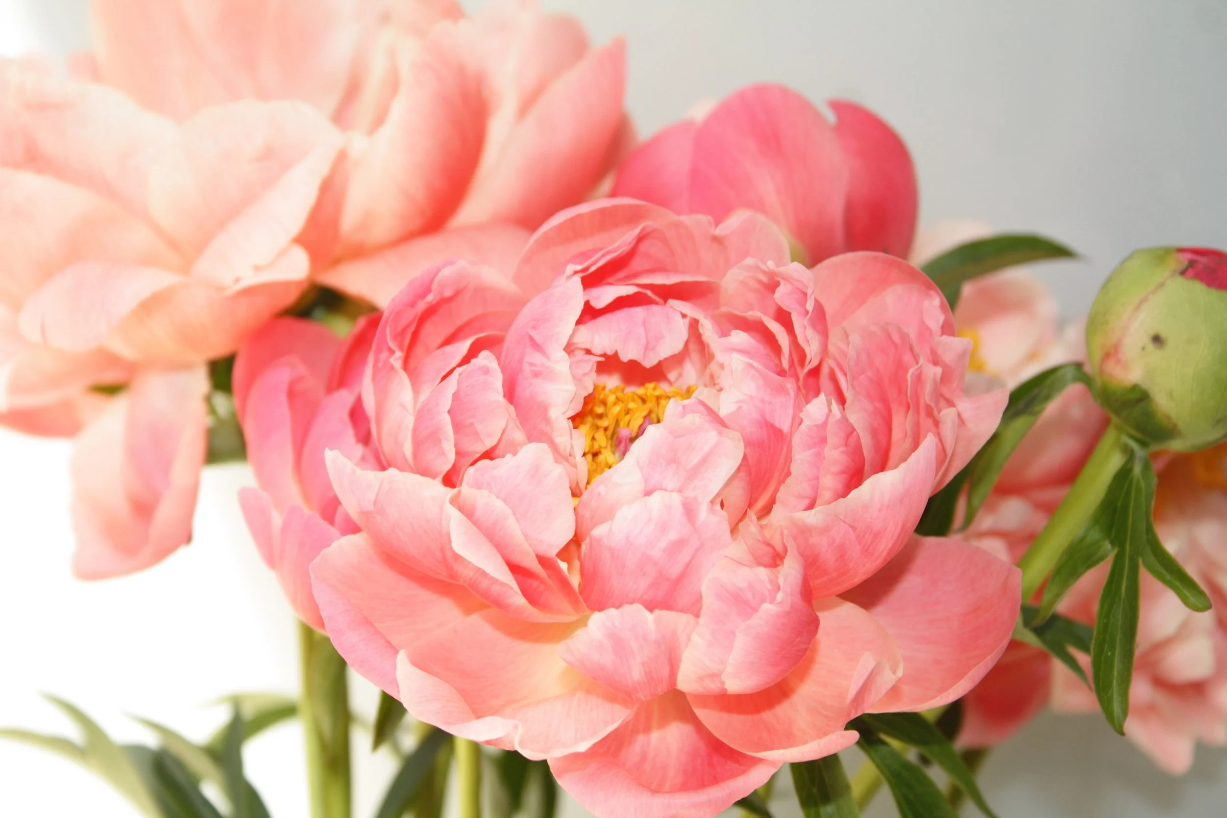 Pure Joy Website Peony Header.jpg