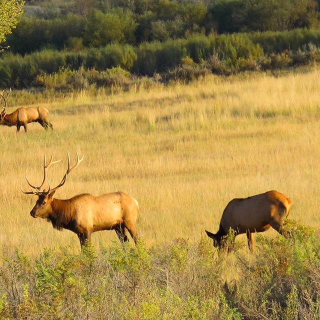 This bull could be yours! 
Blackfeet Outfitters is now licensed to outfit and guide on the 1.5 million acre Blackfeet Indian Reservation. World-class bull elk, Boone and Crockett moose, bi-annual sheep, and giant black bear tags are available over-th