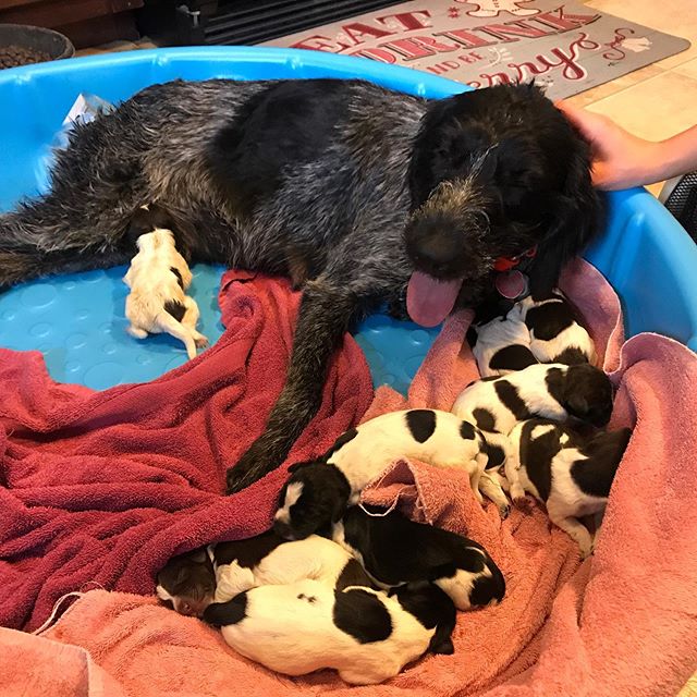 A birthday surprise with 9 pups to join the Blackfeet Outfitters bird hunting crew. #birdhunting #birdhuntingdog #birdhunter #uplandbirdhunting #birdhuntingseason