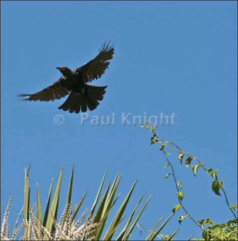 Tui in flight.png