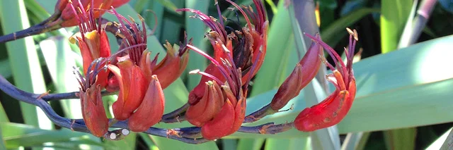 Phormium tenax banner.jpeg