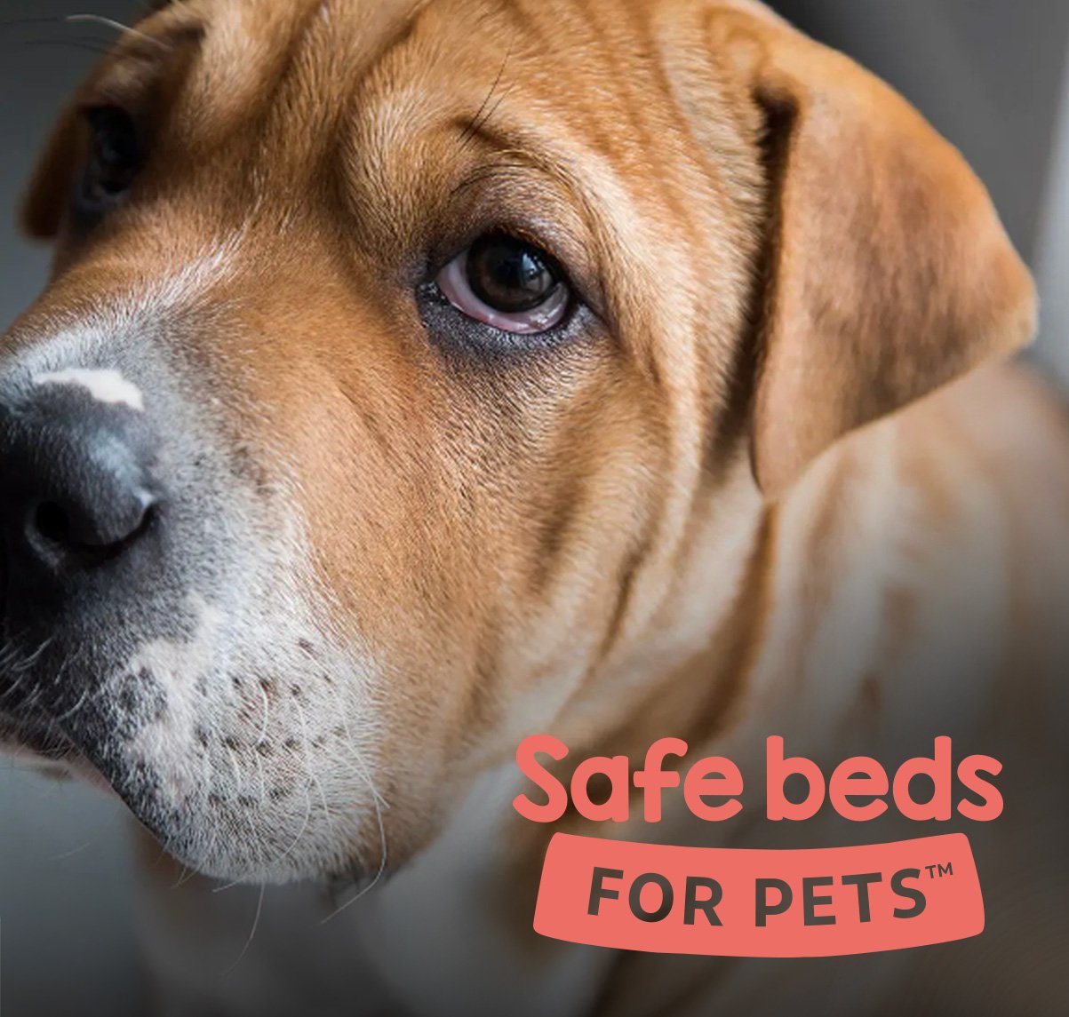 Safe Beds logo w dog.jpg