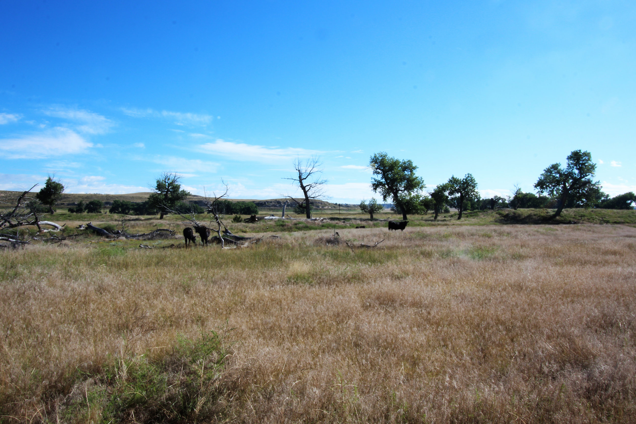 Cows-at-theRanch-2014-IMG_0318.JPG