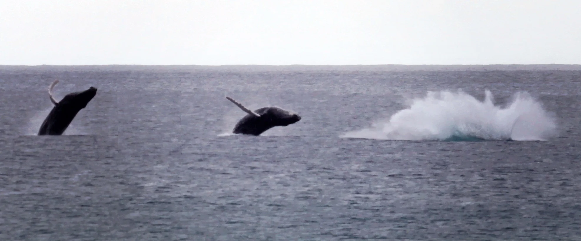 Humpback Whales breaching in front of the Coconut Palms Inn