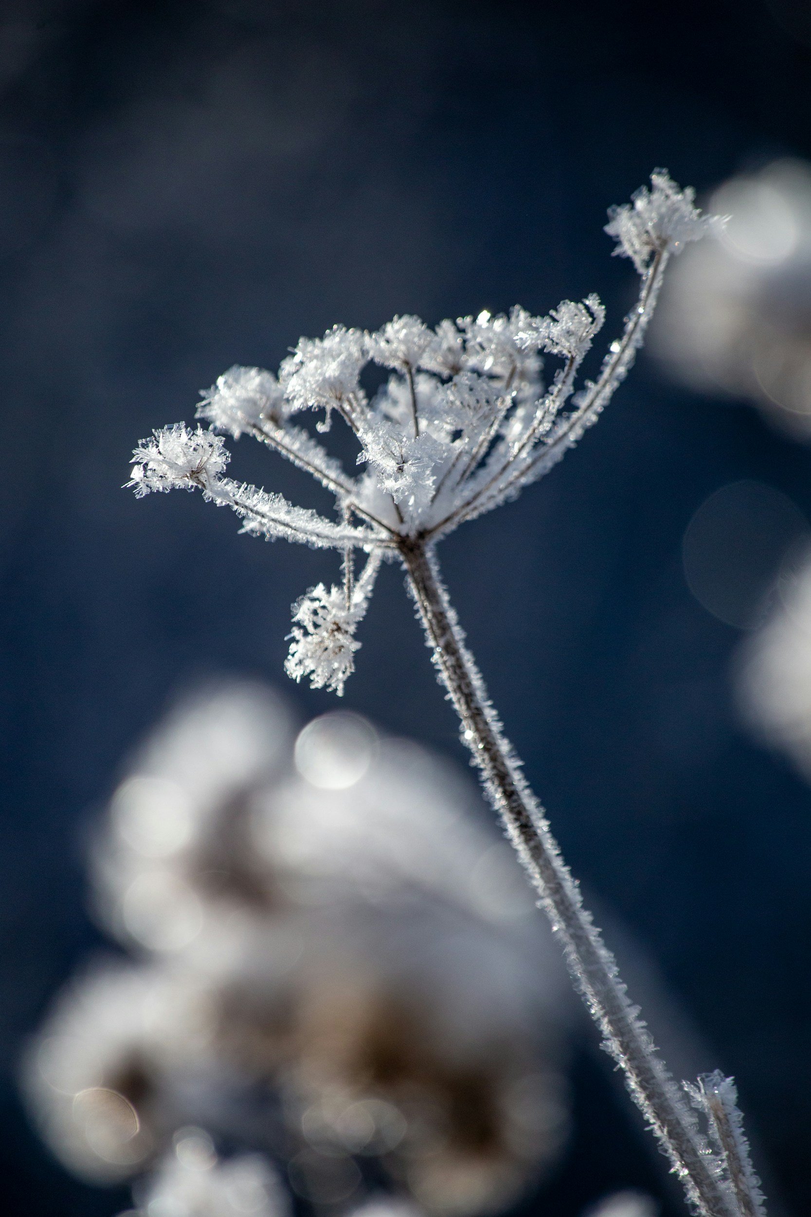 A flower frozen in time