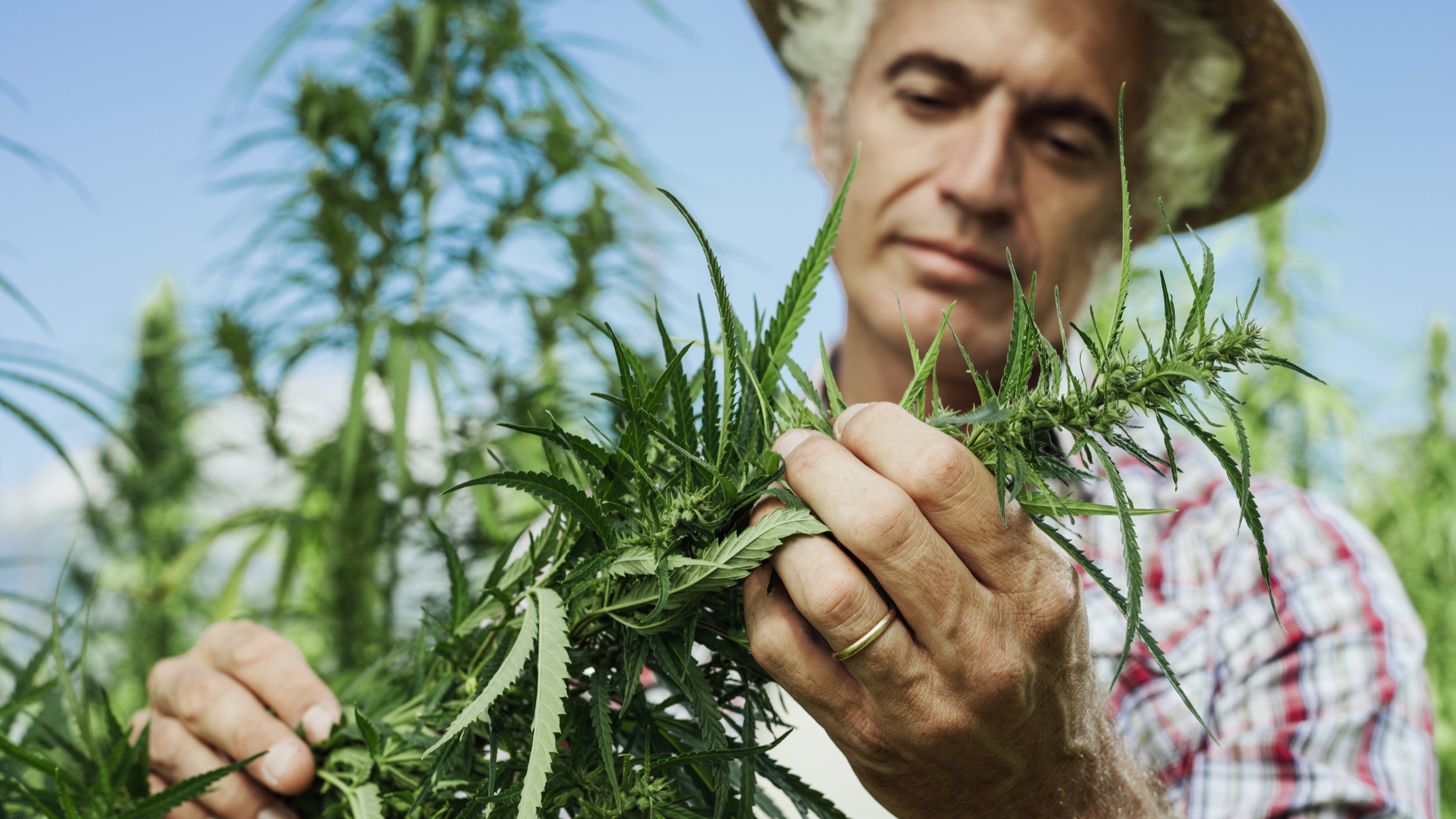 farmer_xl_60873758.jpg