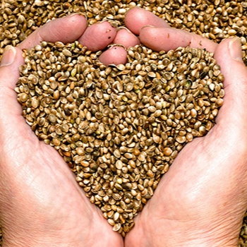 hemp-seeds.png