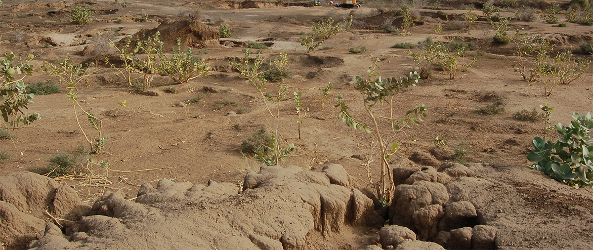 soil-degradation-2.png