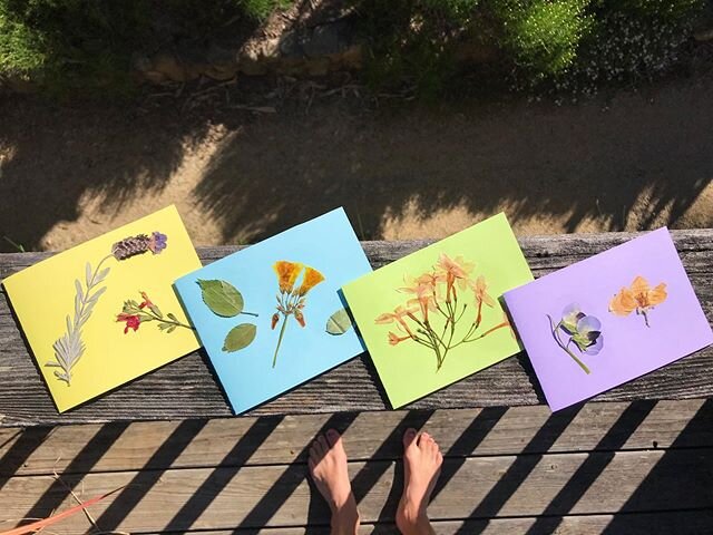 pressed flower project taking form: lavender, oxalis, jasmine, sweet pea, quince (?), and some others I can&rsquo;t remember. most of this is from the gardens/orchard at @tiltedshed because they live in a true eden of flowers 🌼🌸🌻 also happy Mother