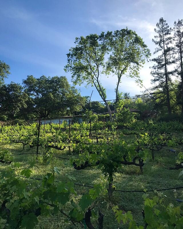 a good morning for thinning shoots, on another recuperating vineyard. syrah that was planted 20-30 years ago (we think?), cordon trained but unmanaged the last couple of years. it was a literal jungle to prune this winter, and there won&rsquo;t be mu
