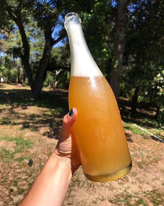 been toying with the idea of not disgorging the 2019 cider we made from our backyard apples (it&rsquo;s gonna get a label and a name and @rmmurr art later, but for now they&rsquo;re all just naked babies) because the lees in bottle are relatively min