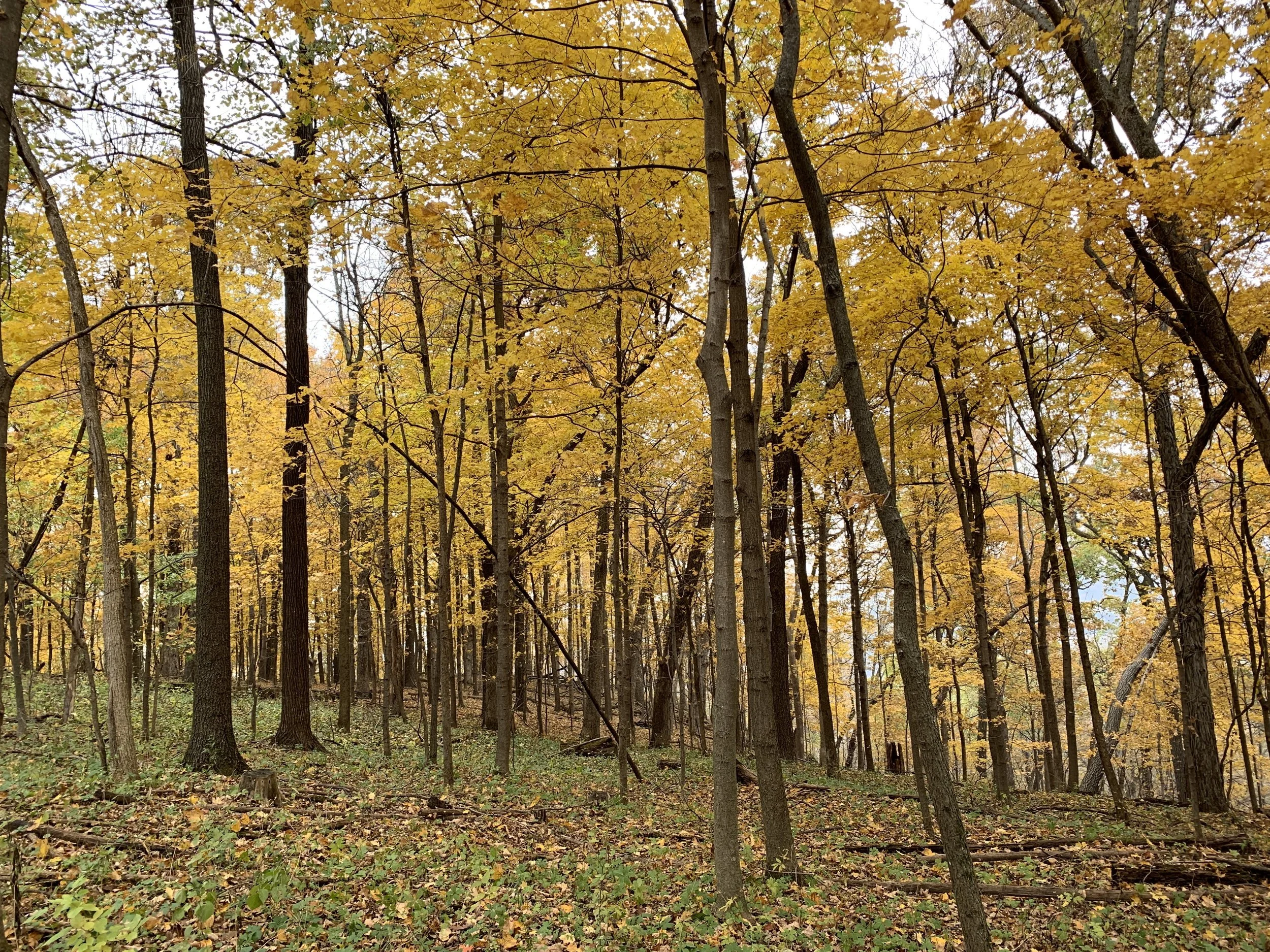 My Generational Journey