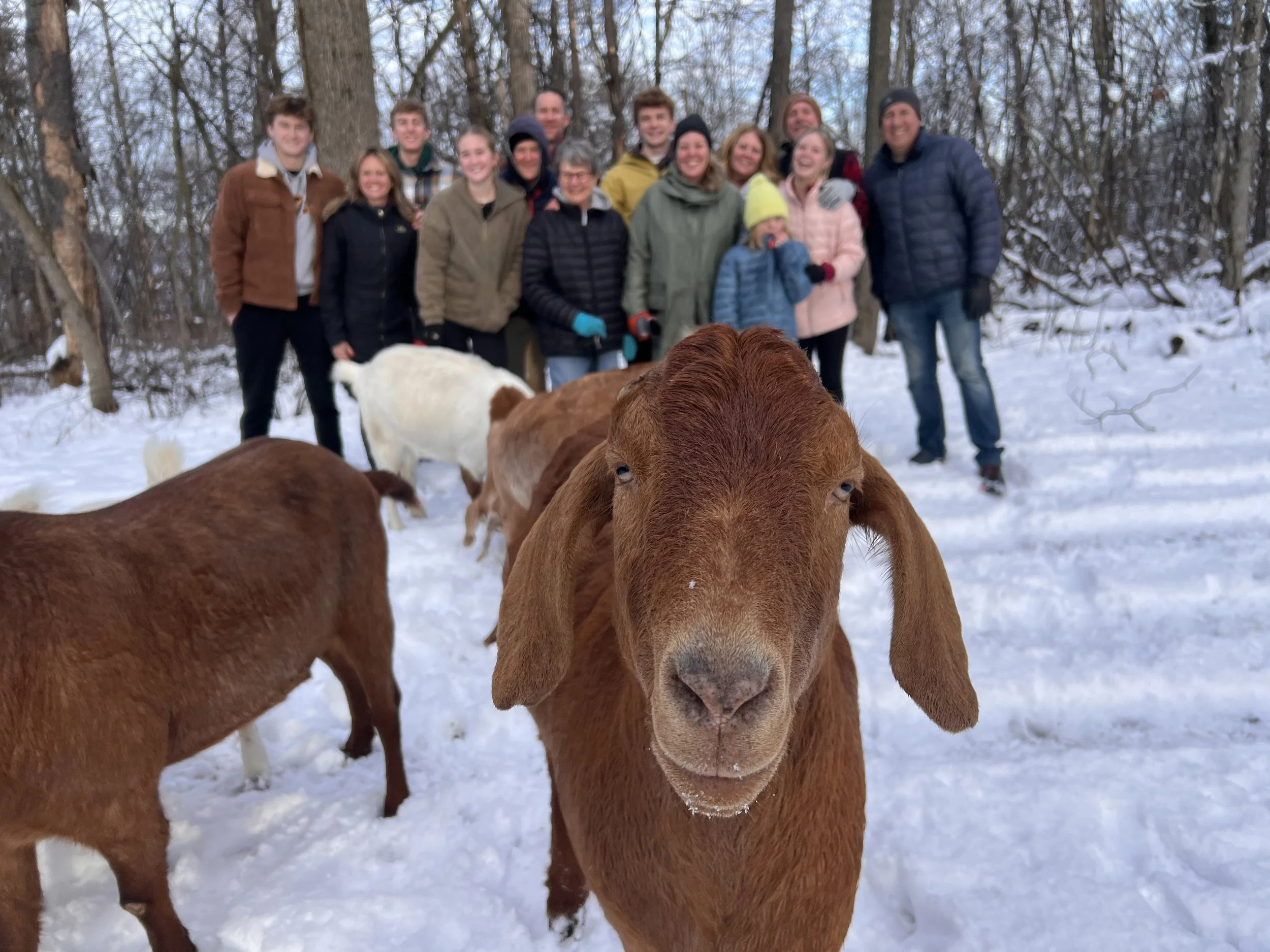 HOOF IT GOAT TREKS - Hike with goats in Galena, IL
