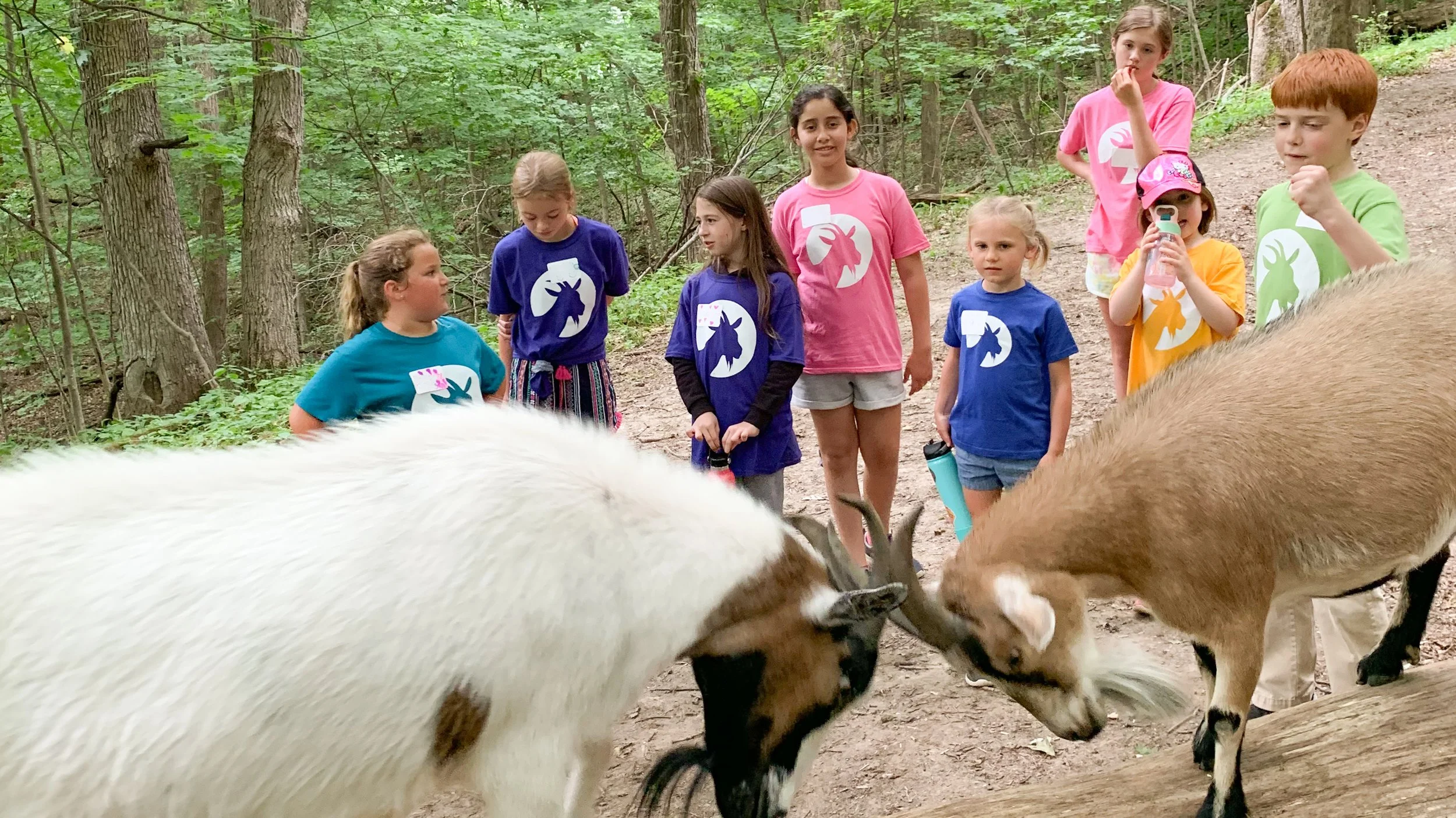 Kid's Camp — HOOF IT GOAT TREKS Hike with goats in Galena, IL