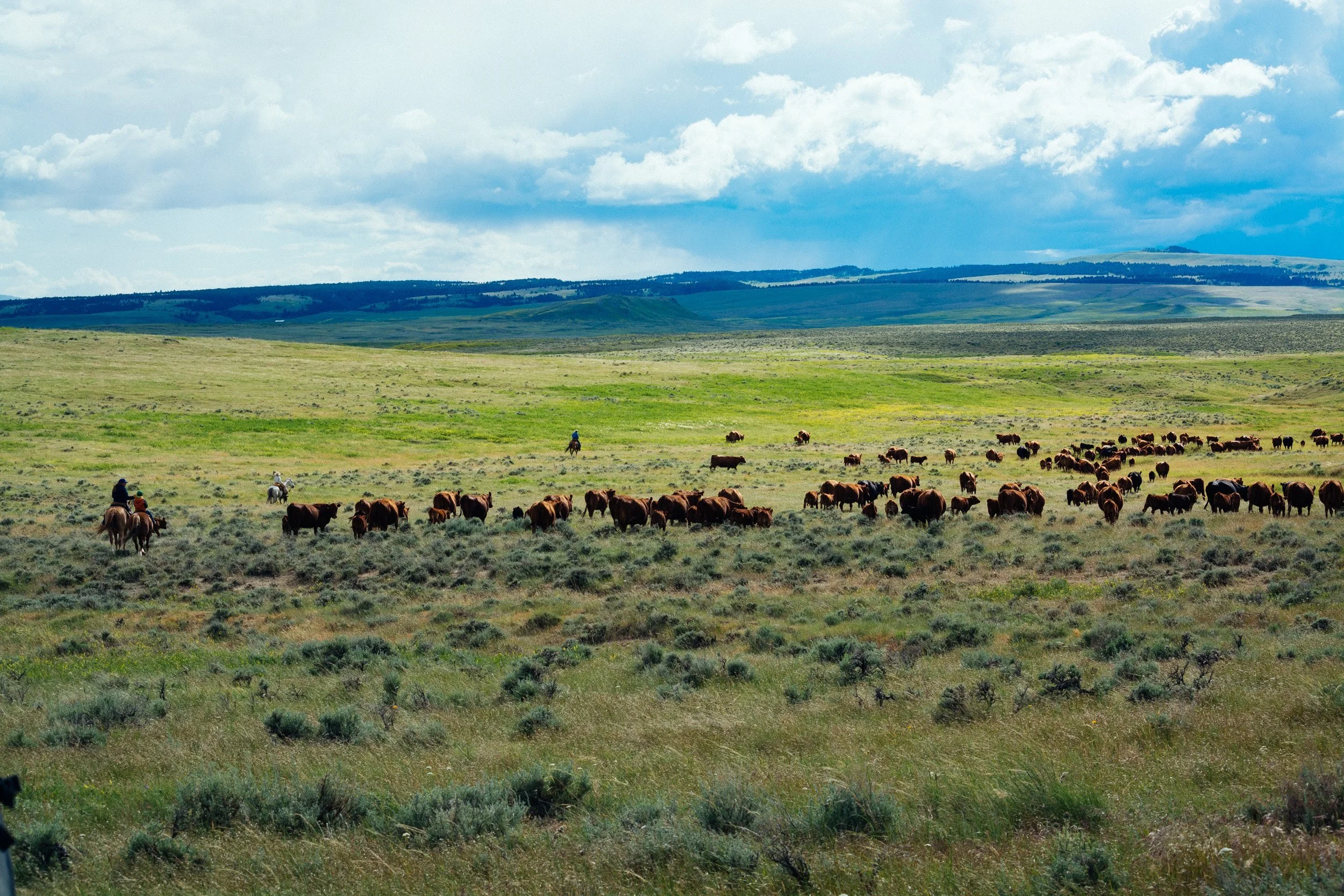 Are Carbon Credits right for you?