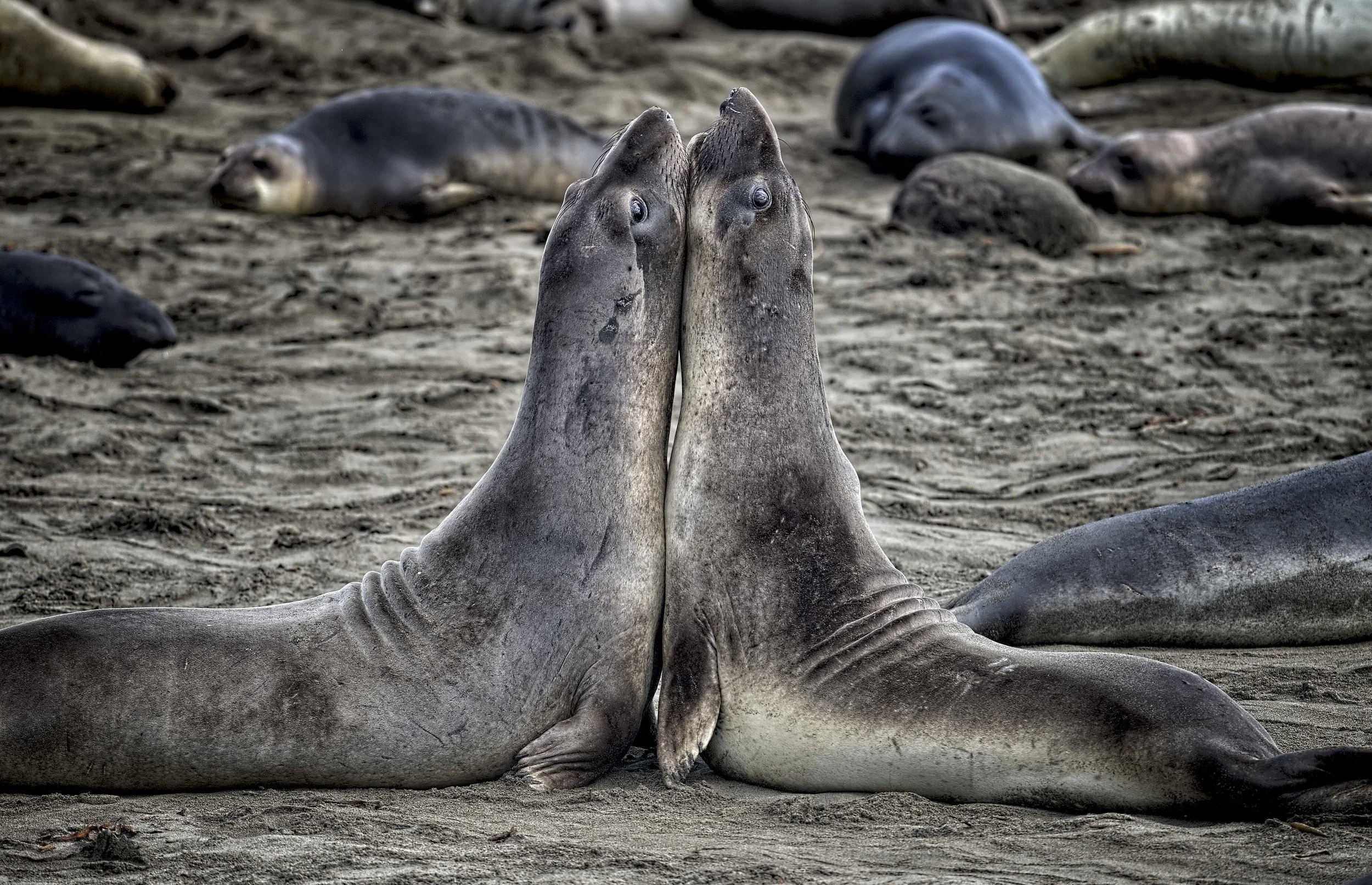 161783323.UPnqk0uA.D4D_1047ElephantSeal1.jpg