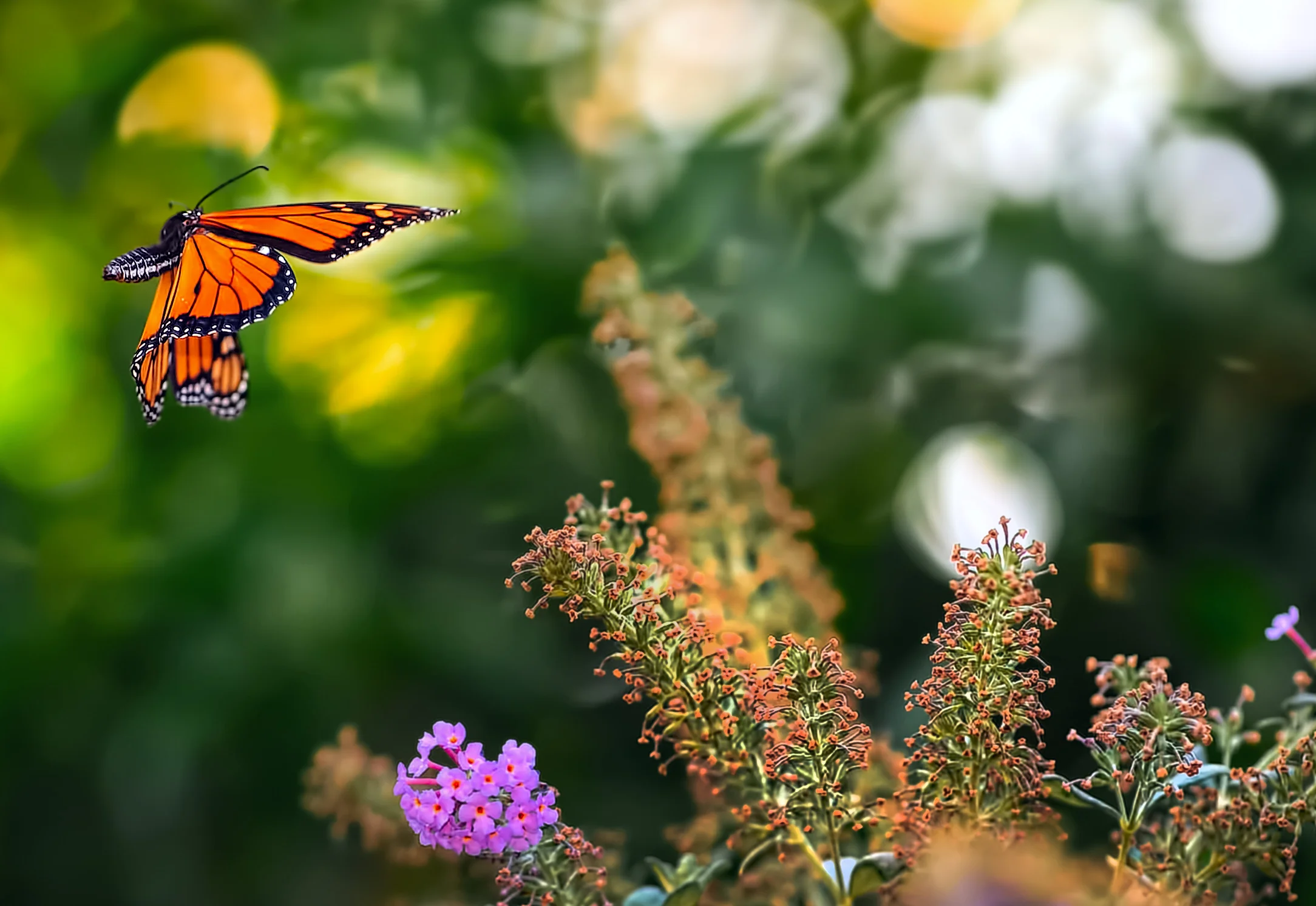 157585109.aTbS2vdx.D4C_2712MonarchCropC1.jpg