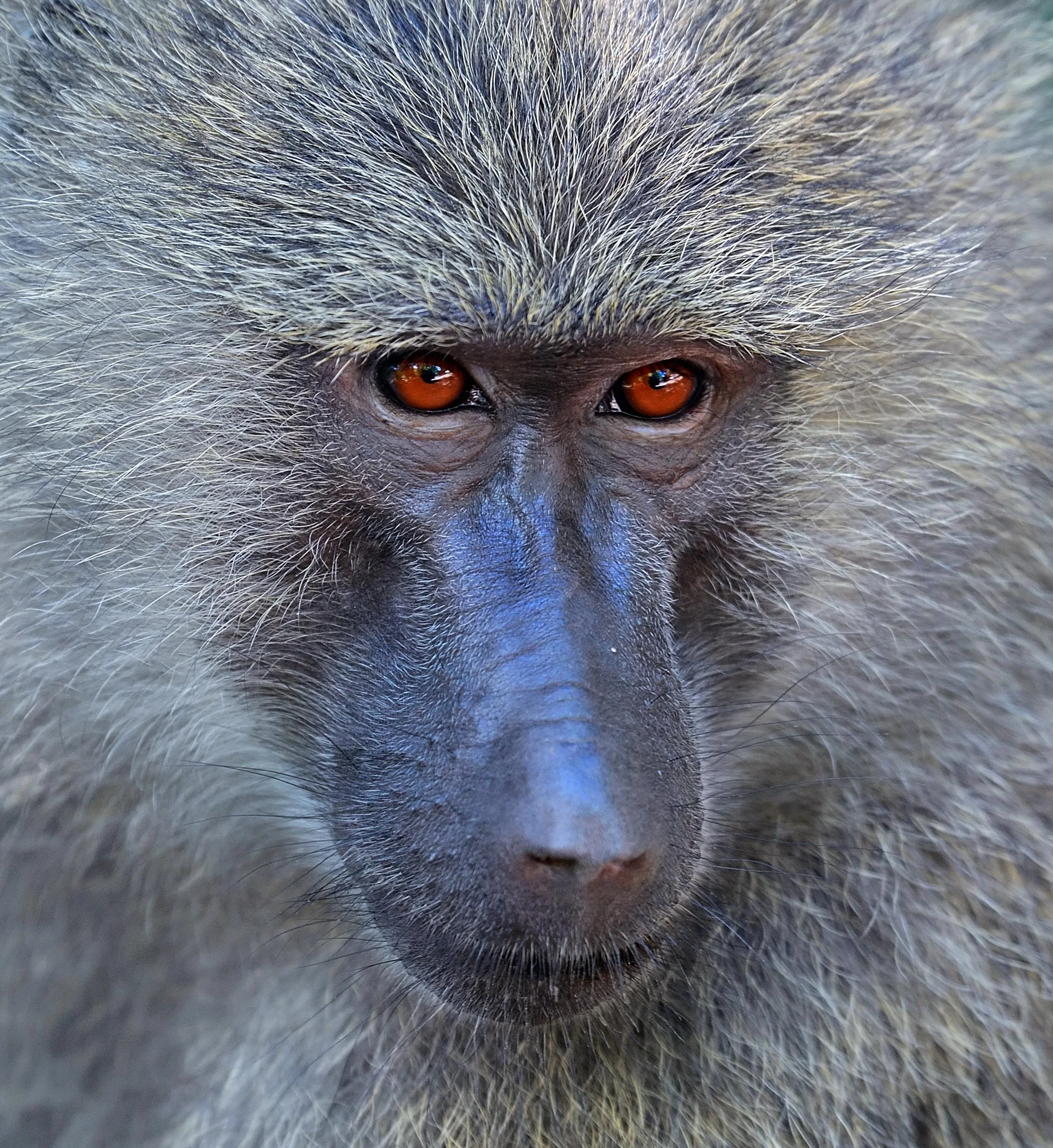 144077047.x1ly3HRg.D4A_2834BaboonCropC1.jpg