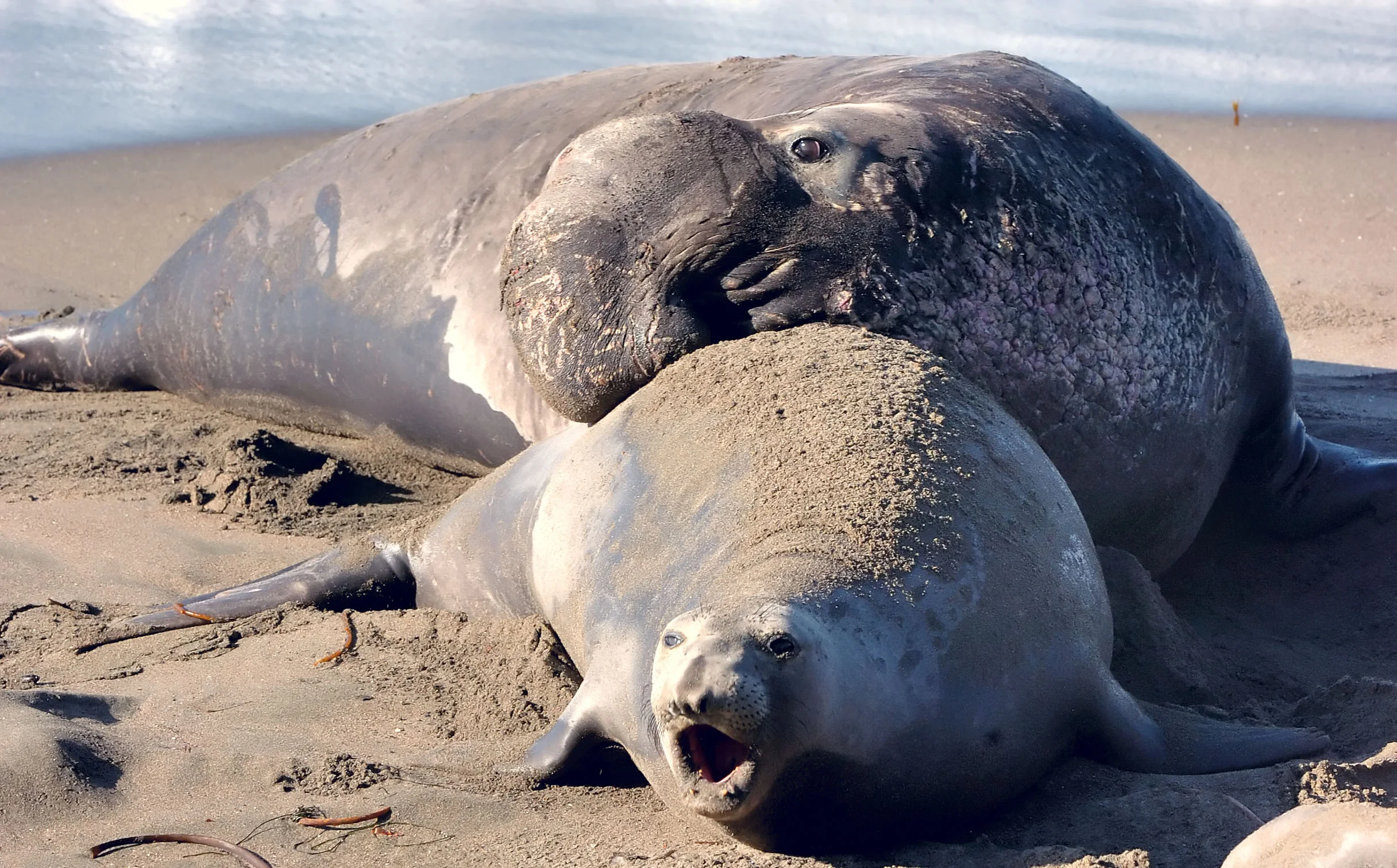 73382330.Z5FrWJmY.D2H_9352ElephantSeal1.jpg