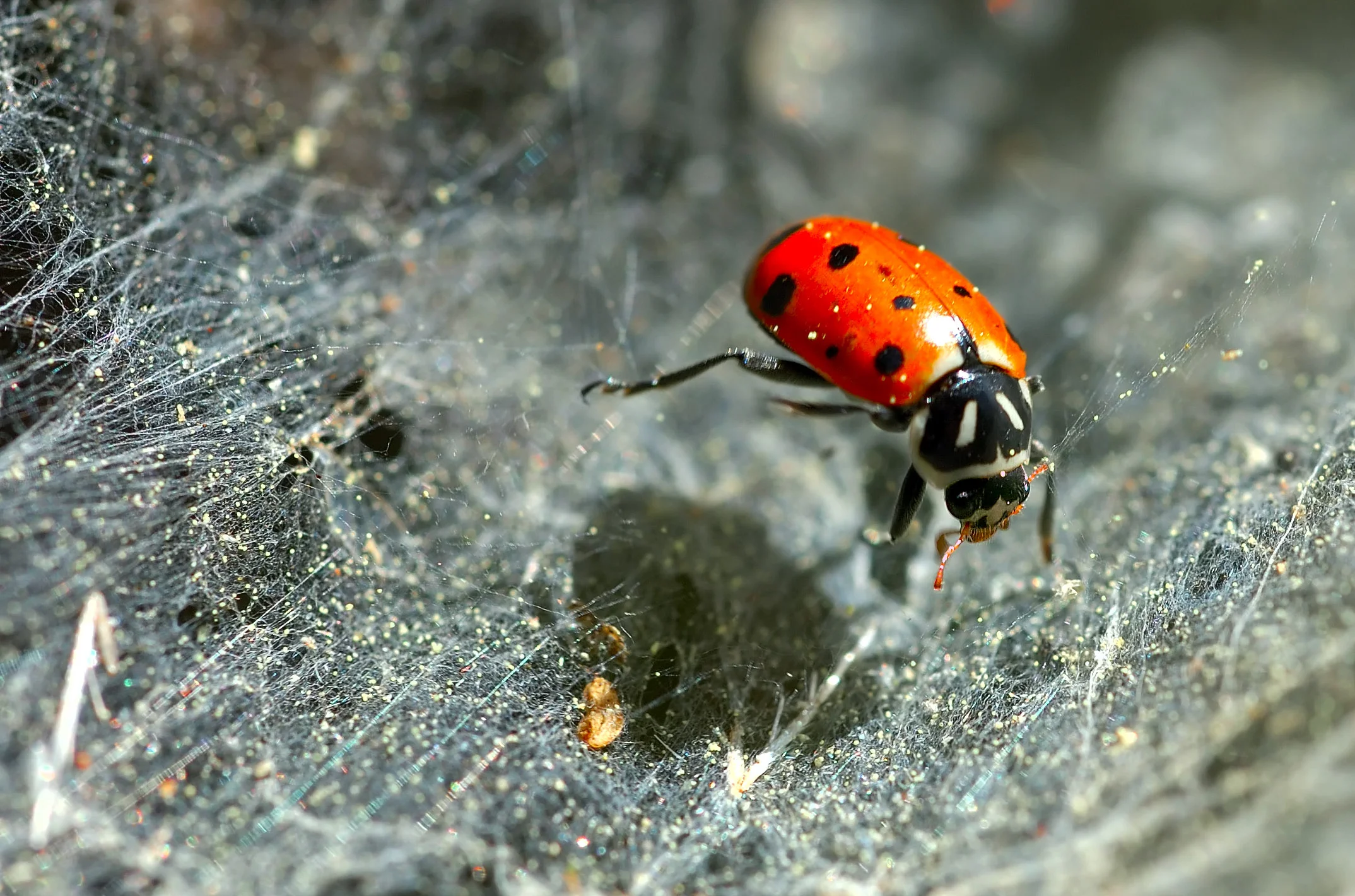 62555753.Fercs7qH.D70_5274LadyBug1.jpg