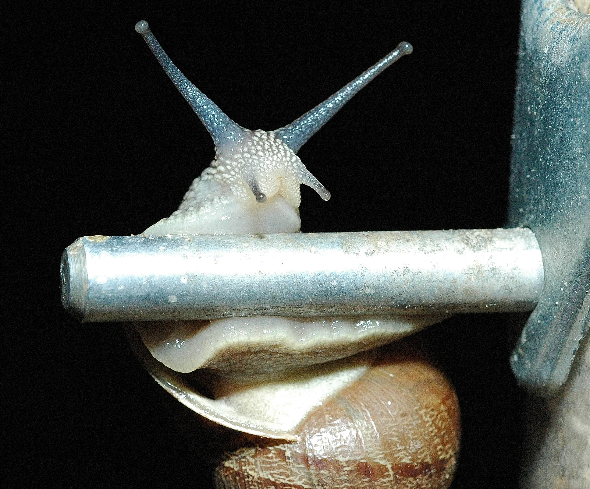 40270442.CopyofDSC_0611snail.jpg