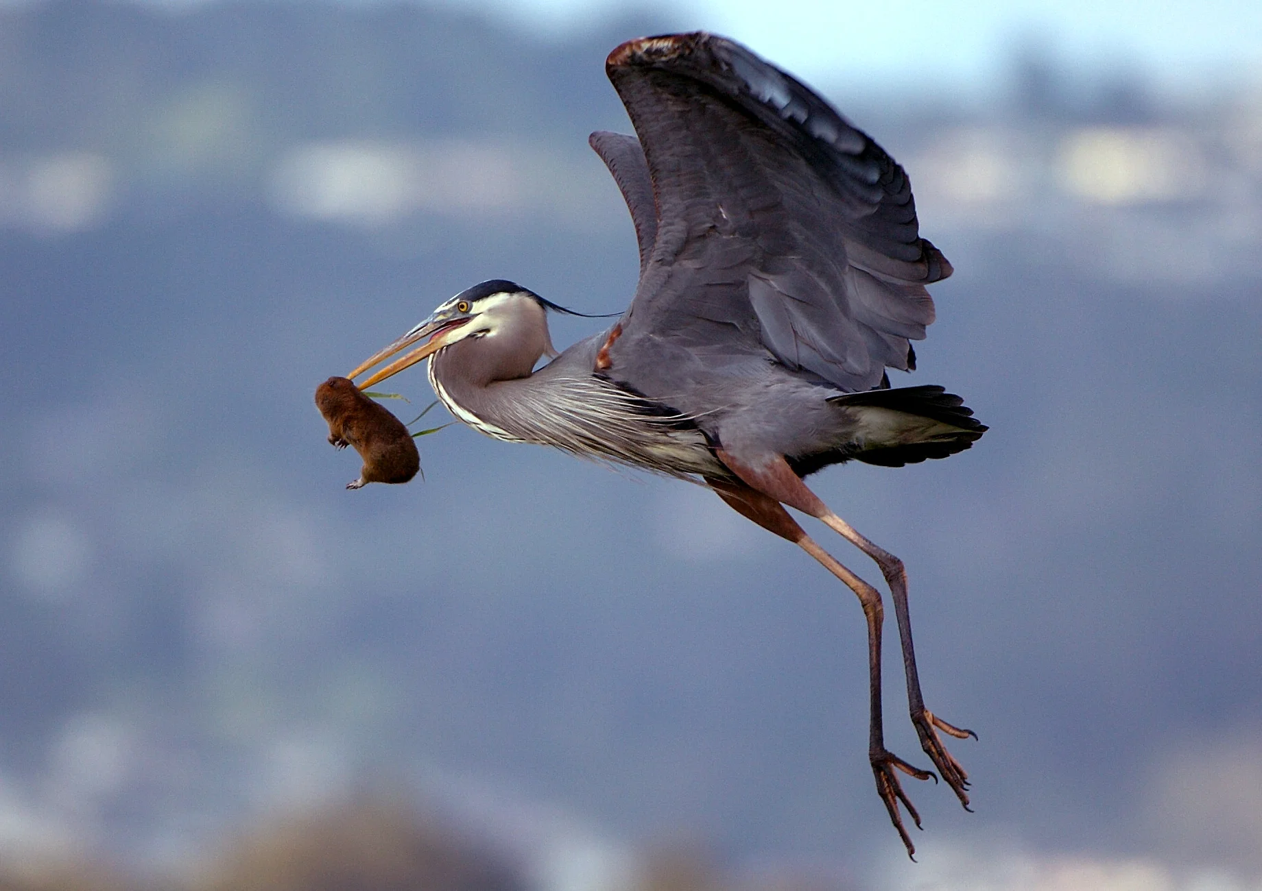41245743.CopyofD2H_0398GBHeron.jpg