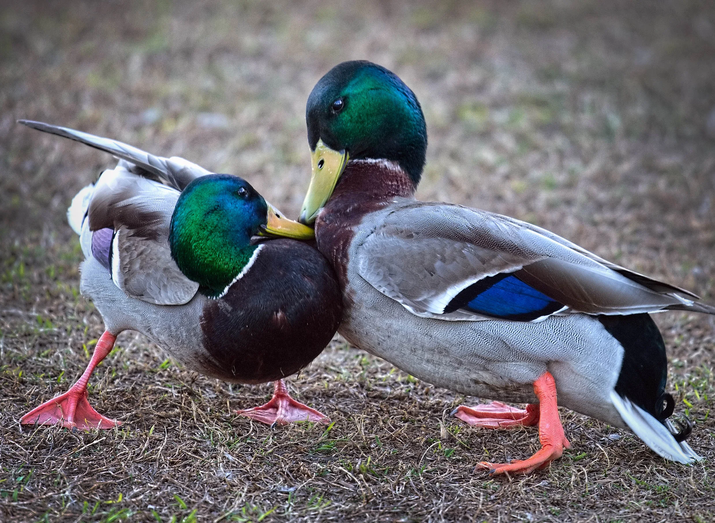 159126738.JPM15PeD.D4C_3952OsoDeOroDuckPairCropA1.jpg