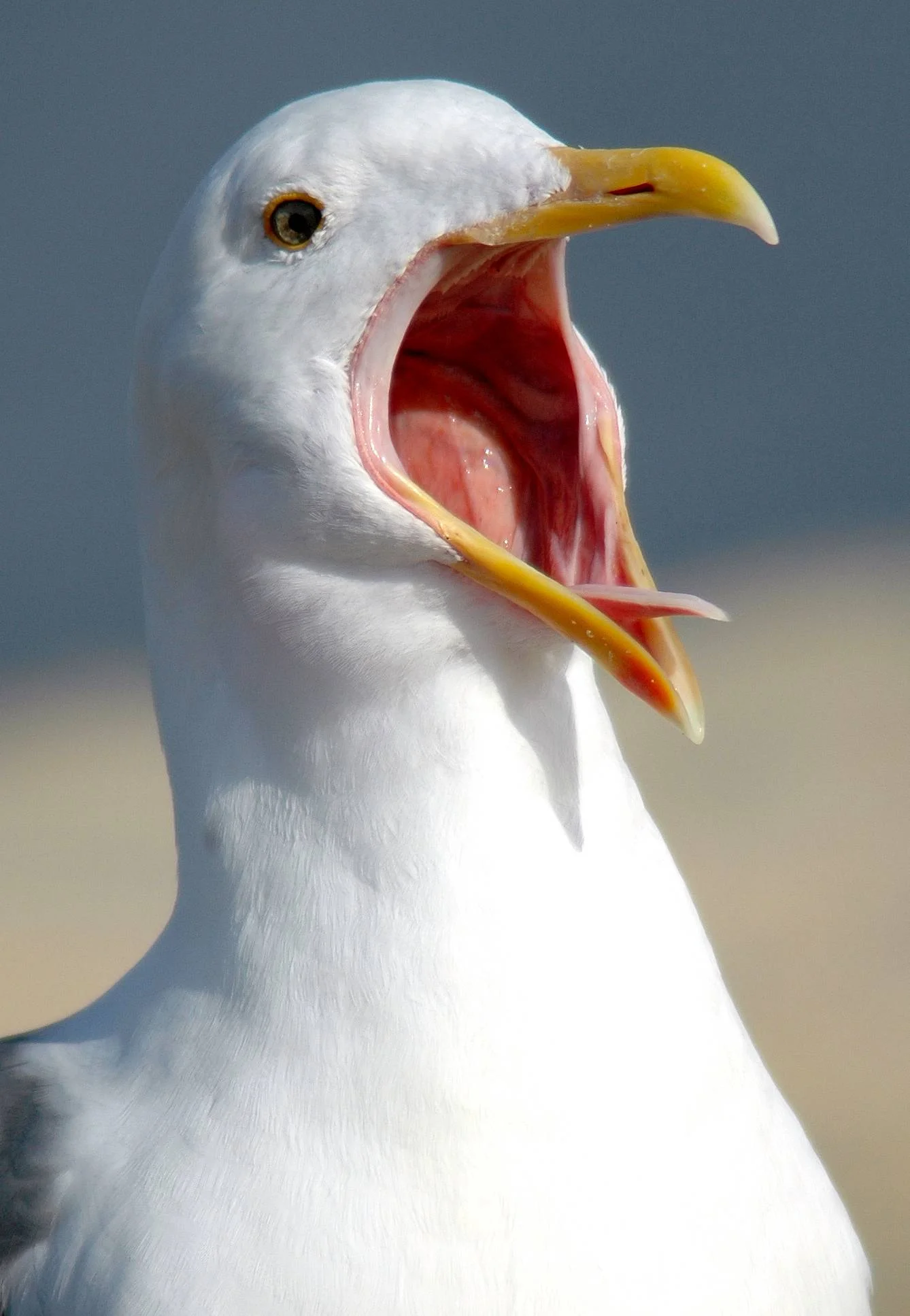 37707921.DSC_0103gullgape.jpg