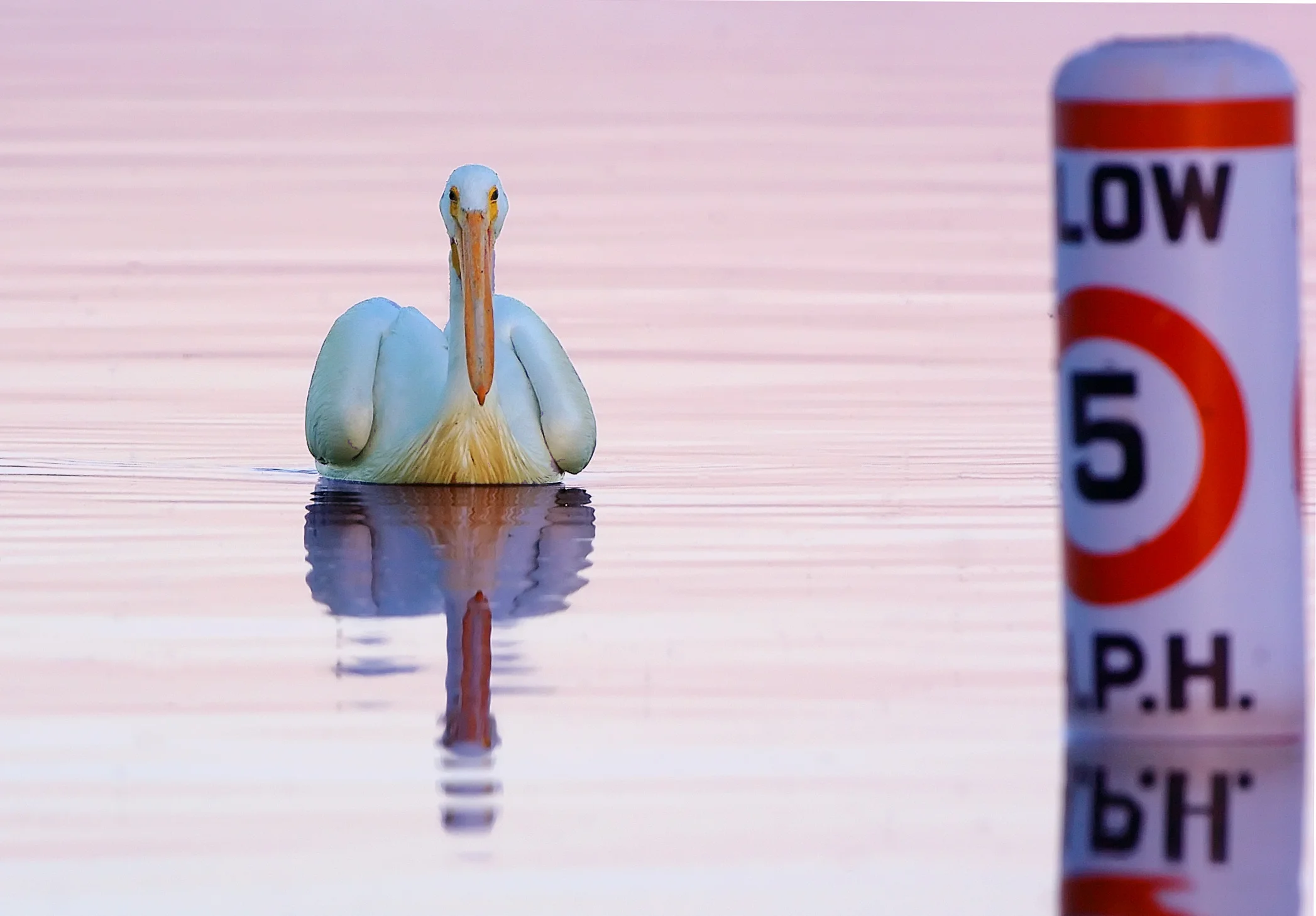 46016038.D2H_2788Pelican.jpg