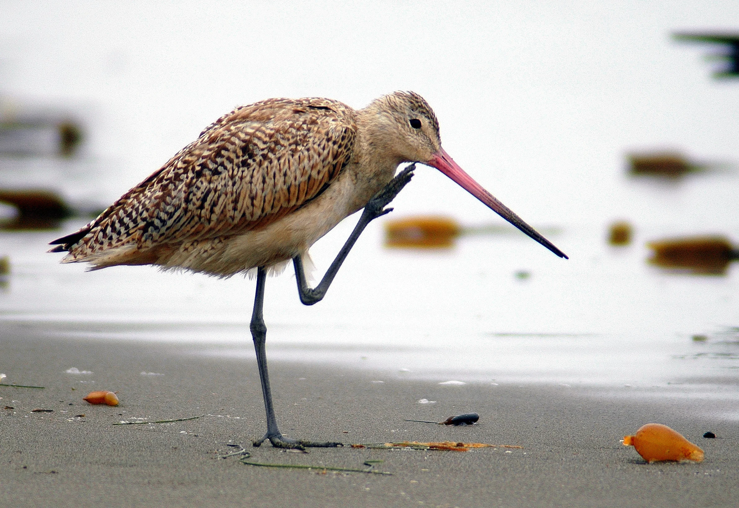 37820339.DSC_1183MGodwit.jpg
